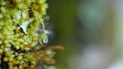 Slow motion of waterdrop on green moss Stock Footage