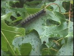 The Cell: Organization of the Cell Instructional Video