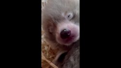 Whipsnade Zoo sees birth of endangered red panda twins News Clip