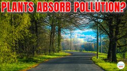 Do Plants Next To Roads Absorb Pollution And Become Harmful? Instructional Video