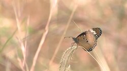Butterfly perched on a blade of grass, Australia Stock Footage