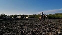 White Camargue horse, Camargue, France Stock Footage
