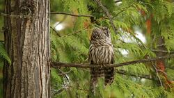 Barred Owl Stock Footage