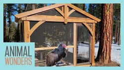 New Vulture Pavilion! Instructional Video