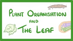 GCSE Biology - Structure of a Leaf and Stomata #50 Instructional Video