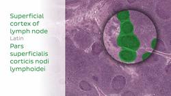 Lymph node histology Instructional Video
