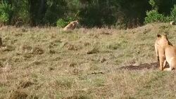 lionesses with cub playing in savanna at africa Stock Footage