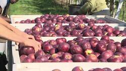 N.S. could face shortage of farm workers by 2029: group News Clip