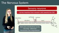 Introduction to the Nervous System and Neurons Instructional Video
