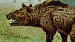 Paleontologists discover fossil of ancient bobcat-sized carnivore! Instructional Video