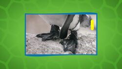 Everything You Ever Wanted to Know About African Penguins Instructional Video