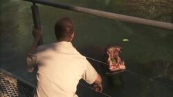 Tasty Watermelon For a Very Good And Amazing Hippo Instructional Video