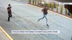 Stolen ferret returned to Pet Supplies Plus in North Bellport News Clip
