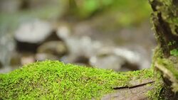 Clean creek in the forest near the waterfall. Stock Footage