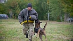 Man in a protective suit trains his sheepgod to attack on the arm Stock Footage