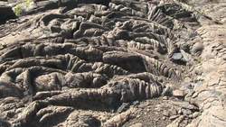 Ecological Succession Instructional Video