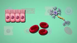 I WONDER - What Are Stem Cells? Instructional Video