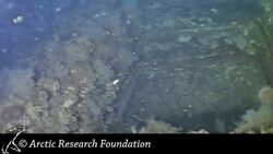 Underwater video shows remains of HMS Terror News Clip