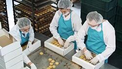 Factory Workers Packing Cookies into Boxes Stock Footage