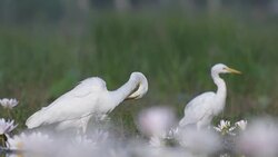 Egret preening  in pond of lotus flowers Stock Footage