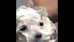 Ella the Maltese Gets Her First Haircut! - Daily Diversion Instructional Video