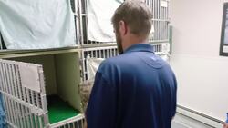 The Touching Story of How Montana Birds With Damaged Wings are Saved Instructional Video