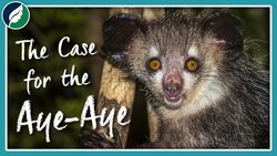 The Case for the Aye-Aye Instructional Video