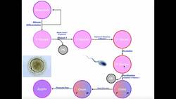 Oogenesis, a Detailed Step-by-Step Guide Instructional Video