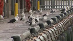 Boris Johnson on a fishing boat at Peterhead Fish Market News Clip
