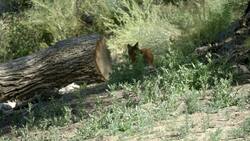 Exploring a New Habitat Can Be Fun and Tough Especially For These Eight Dholes! Instructional Video