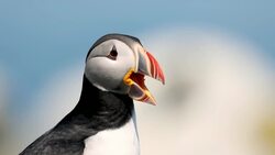 Puffins Unveiled: Drone Footage of Their Coastal Lives Stock Footage