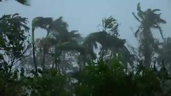 Major Hurricane Wind Lashes Palm Trees Ferociously Stock Footage