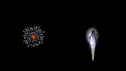 I WONDER - Are There Different Types Of Fireworks? Instructional Video