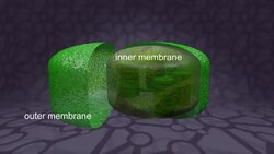 Plastids and Mitochondria Instructional Video