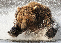 Predators and Prey Instructional Video