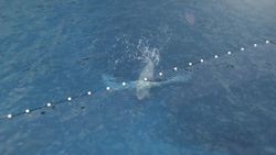 Scientists document juvenile great white sharks’ diet Instructional Video