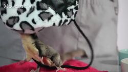 How to Pick a Healthy Sugar Glider Instructional Video