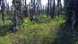 Scientists concerned wildfire smoke may become increasingly more toxic News Clip