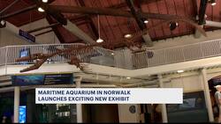 Maritime Aquarium launches exciting new summer exhibit News Clip
