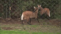 Foxes on Stilts? Fierce, Maned Wolves Are The New Craze Instructional Video