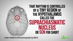 Why Do Fevers Get Worse at Night? Instructional Video