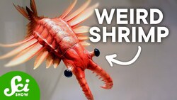 10 of the Strangest Prehistoric Creatures Instructional Video