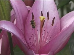 The Importance of Pollinators: How Animals Help Plants Reproduce Instructional Video