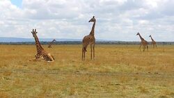 group of giraffes in savanna at africa Stock Footage