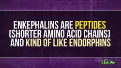 The Super Strong Painkiller Hiding in Your Spit Instructional Video