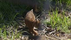 A Pair of Sumatran Tiger Cubs Make Their Public Debut Instructional Video
