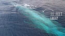 High Five Facts - Whales Instructional Video