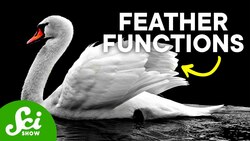 7 Strange Ways Birds Use Their Feathers Instructional Video