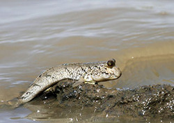 How Did Fish Evolve? Instructional Video