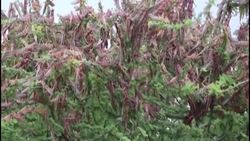 CLEAN : Swarms of locusts threaten food security in Kenya: govt News Clip